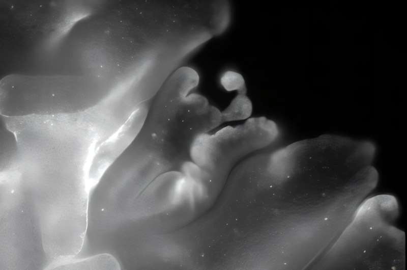 scientists-discover-origami-like-folding-in-simple-animal