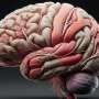 scientists-explore-why-human-brain-matures-slower-than-primates