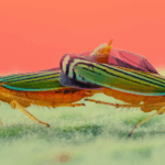 scientists-replicate-leafhopper-s-invisible-disappearing-act