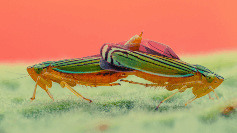 scientists-replicate-leafhopper-s-invisible-disappearing-act
