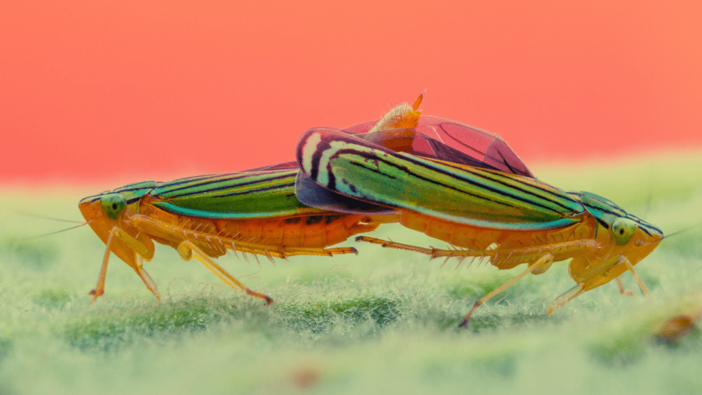 scientists-replicate-leafhopper-s-invisible-disappearing-act