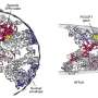 scientists-unveil-detailed-3d-map-of-human-chromosomes