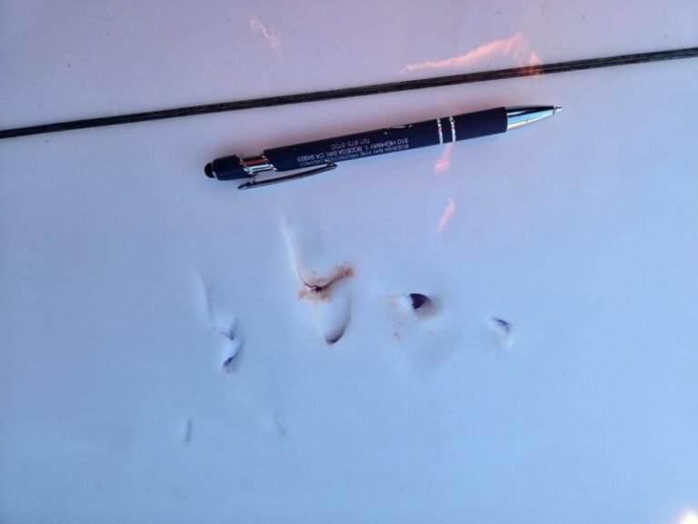 shark-bites-surfer-in-sonoma-county-three-rescued-after-capsize