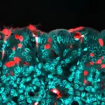 study-links-common-food-additive-to-long-term-health-risks-in-offspring