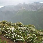 study-reveals-how-mountains-and-climate-shaped-alpine-biodiversity