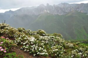 study-reveals-how-mountains-and-climate-shaped-alpine-biodiversity