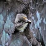 stunning-2025-nature-photos-captured-by-ap-photojournalists