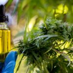 trump-boosts-hemp-industry-with-marijuana-rescheduling-order