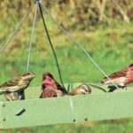 unique-christmas-gift-ideas-take-flight-for-bird-lovers