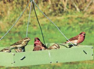 unique-christmas-gift-ideas-take-flight-for-bird-lovers