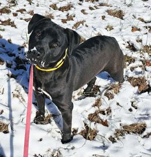 urgent-adoption-alert-joker-needs-a-home-now-