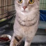 urgent-adoption-alert-meet-hermit-the-perfect-companion