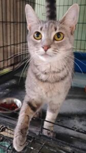 urgent-adoption-alert-meet-hermit-the-perfect-companion