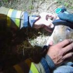 urgent-fire-in-port-charlotte-dog-rescued-by-firefighters