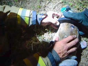 urgent-fire-in-port-charlotte-dog-rescued-by-firefighters