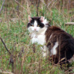 urgent-help-needed-brentwood-cat-struggles-with-trust-issues