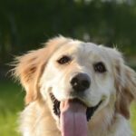 woman-challenges-irs-to-classify-pets-as-dependents