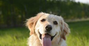 woman-challenges-irs-to-classify-pets-as-dependents