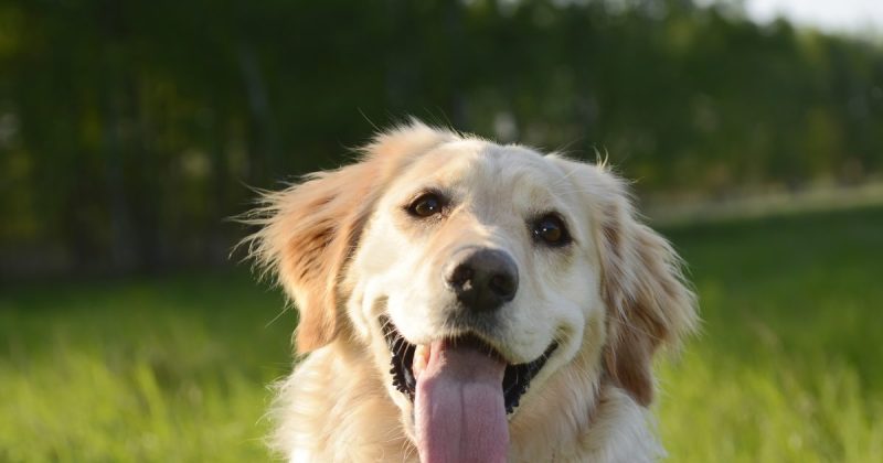 woman-challenges-irs-to-classify-pets-as-dependents