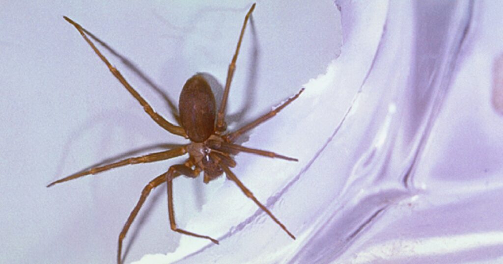 woman-hospitalized-after-brown-recluse-spider-bite-leaves-her-disabled