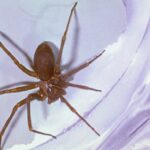 woman-hospitalized-after-brown-recluse-spider-bite-leaves-her-disabled