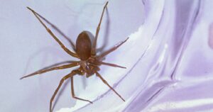 woman-hospitalized-after-brown-recluse-spider-bite-leaves-her-disabled