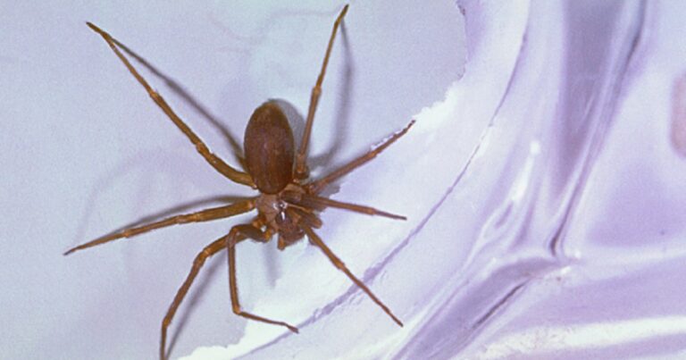 woman-hospitalized-after-brown-recluse-spider-bite-leaves-her-disabled