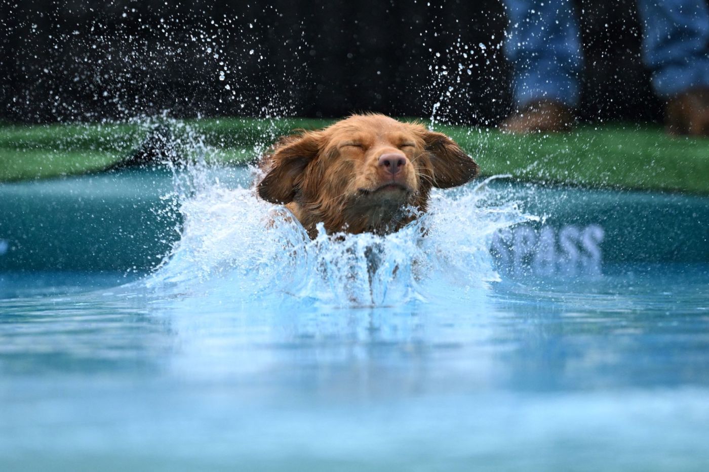 aging-dogs-risk-pool-accidents-expert-tips-for-safety