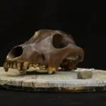 ancient-dog-skulls-uncover-origins-of-canine-diversity