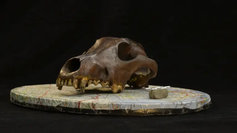 ancient-dog-skulls-uncover-origins-of-canine-diversity