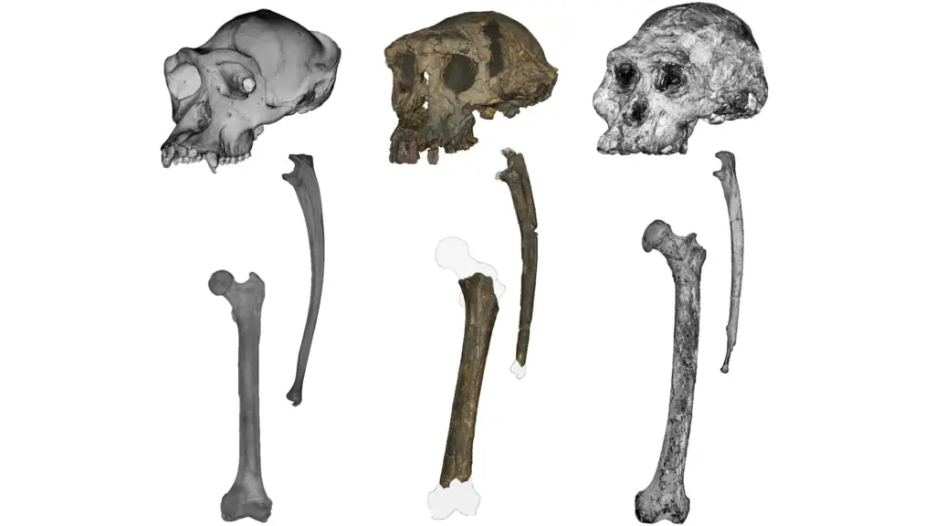 ancient-fossil-discovery-challenges-our-understanding-of-human-origins