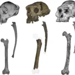 ancient-fossil-discovery-challenges-our-understanding-of-human-origins