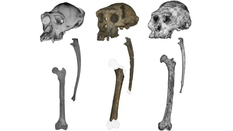 ancient-fossil-discovery-challenges-our-understanding-of-human-origins