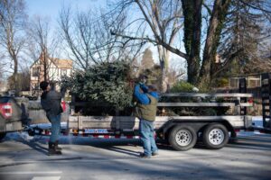 boy-scouts-urgently-offer-curbside-christmas-tree-pickup-jan-10