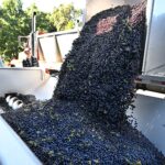 california-s-2025-wine-harvest-peaks-with-quality-gains
