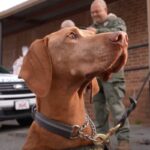 charlotte-mecklenburg-police-department-awards-officer-good-boi-title-to-k-9