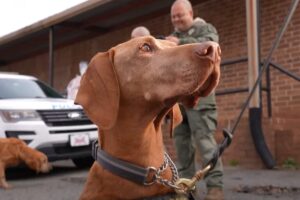 charlotte-mecklenburg-police-department-awards-officer-good-boi-title-to-k-9