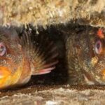 coastwise-north-devon-launches-exciting-spring-program-today