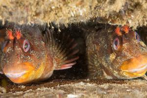 coastwise-north-devon-launches-exciting-spring-program-today