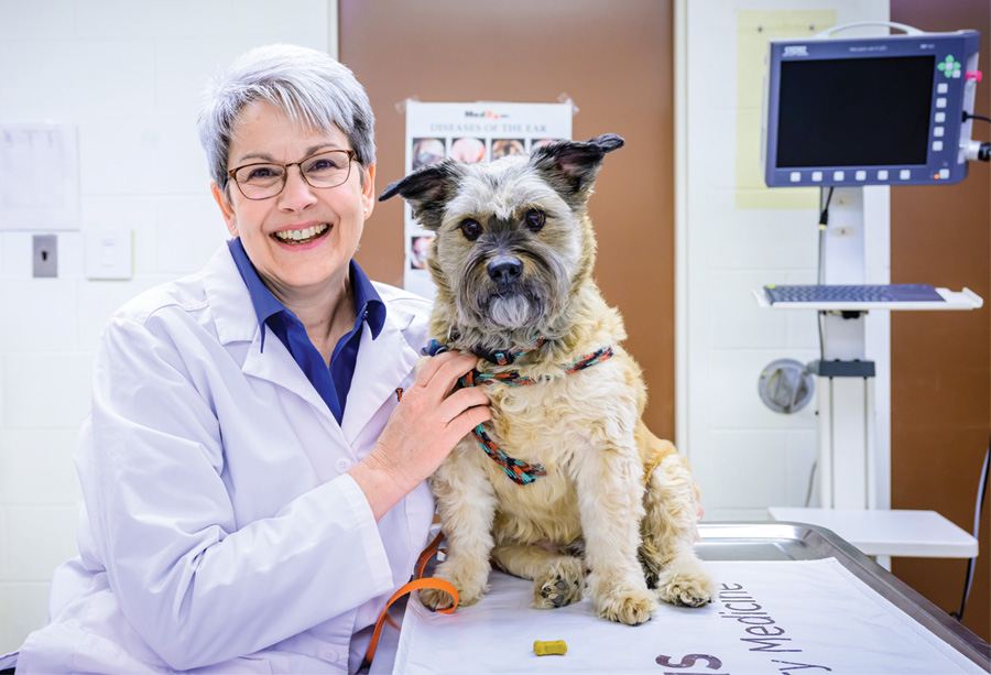 conducting-food-trials-to-diagnose-pet-allergies-effectively