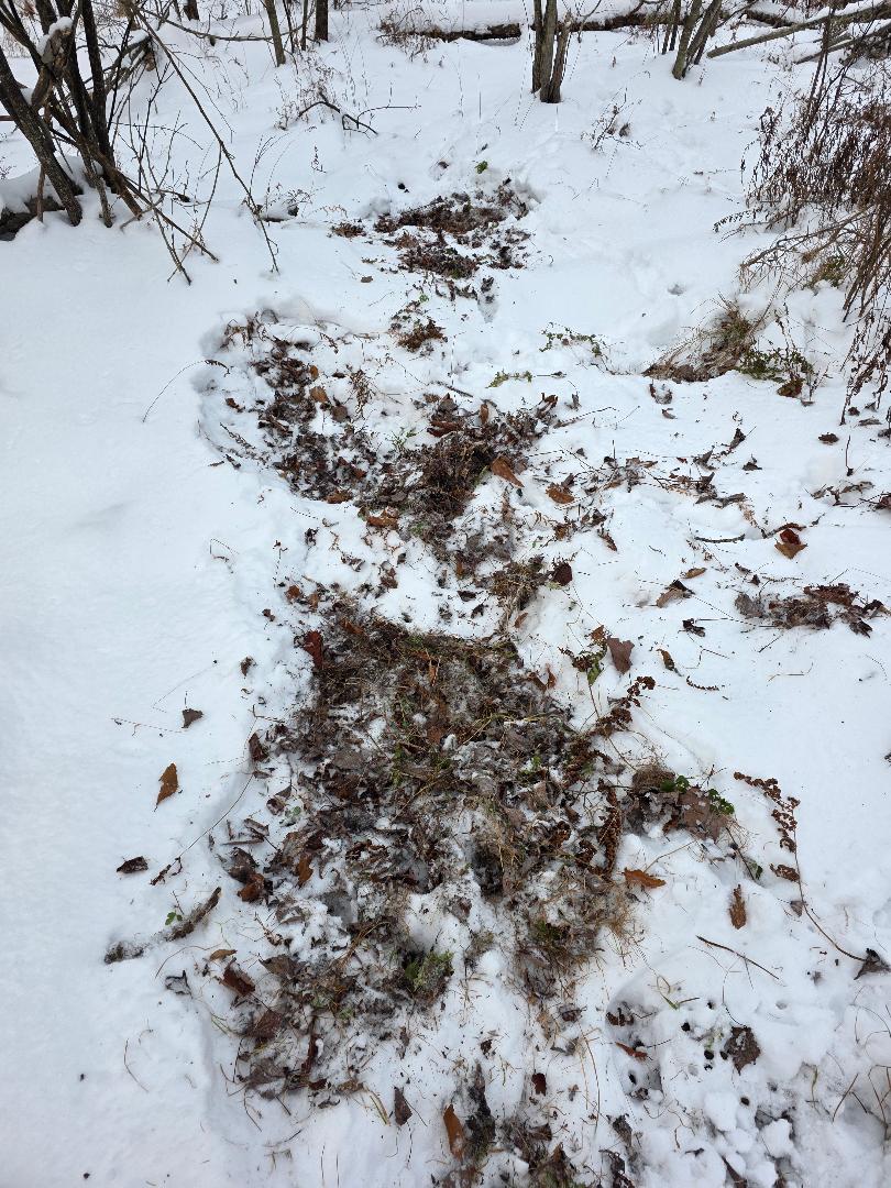 discover-deer-habits-how-winter-snow-aids-hunting-success