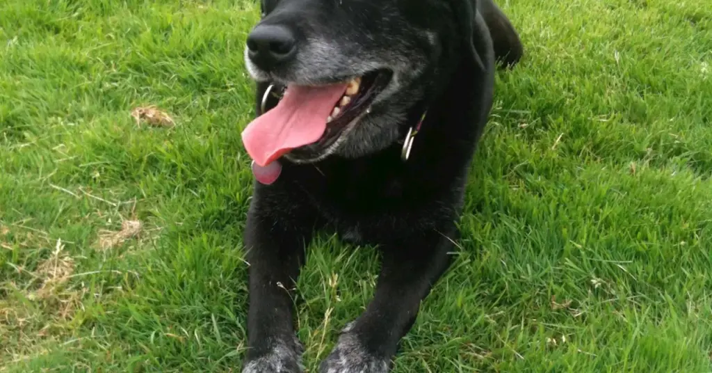 family-reflects-on-life-lessons-after-losing-beloved-pet