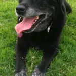 family-reflects-on-life-lessons-after-losing-beloved-pet