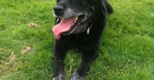 family-reflects-on-life-lessons-after-losing-beloved-pet