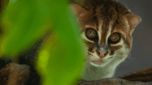 flat-headed-cat-rediscovered-in-thailand-after-30-years