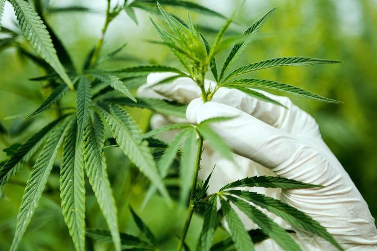 florida-marijuana-amendment-struggles-as-signature-count-falls-short