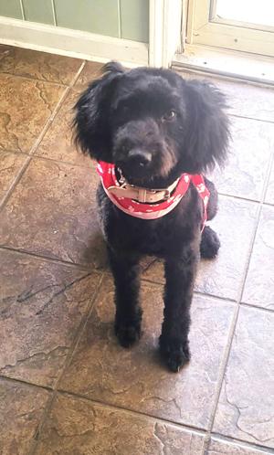 hero-dog-saves-family-from-house-fire-in-urgent-rescue