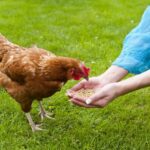 homeowner-forced-to-relinquish-chickens-after-hoa-vote-fails