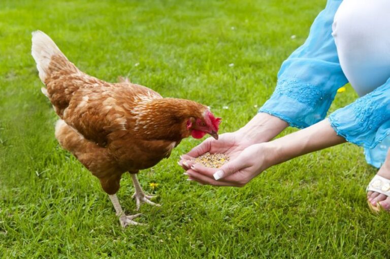 homeowner-forced-to-relinquish-chickens-after-hoa-vote-fails