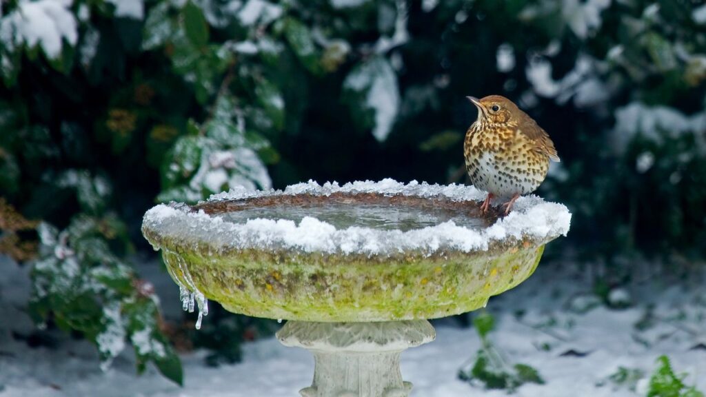 Song,Thrush,On,Bird,Bath,In,Snow